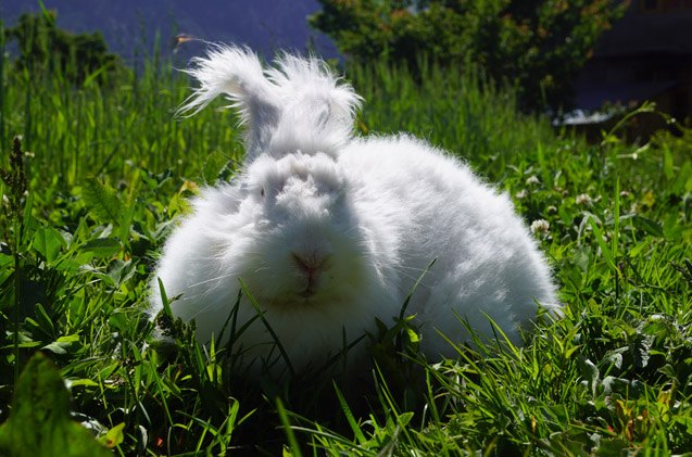 german angora rabbit