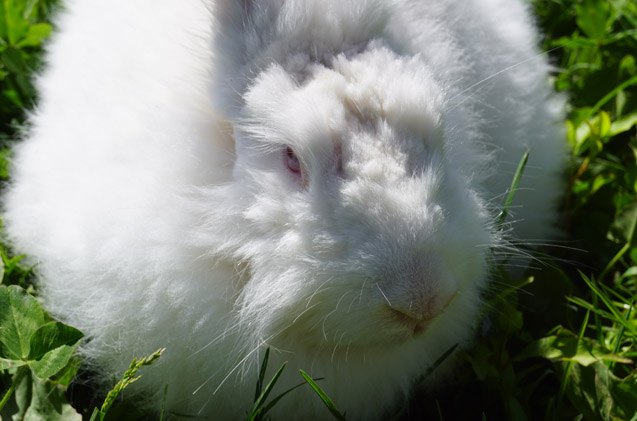 german angora rabbit