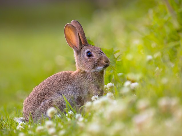 european rabbit