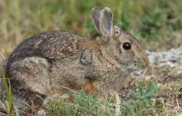 european rabbit