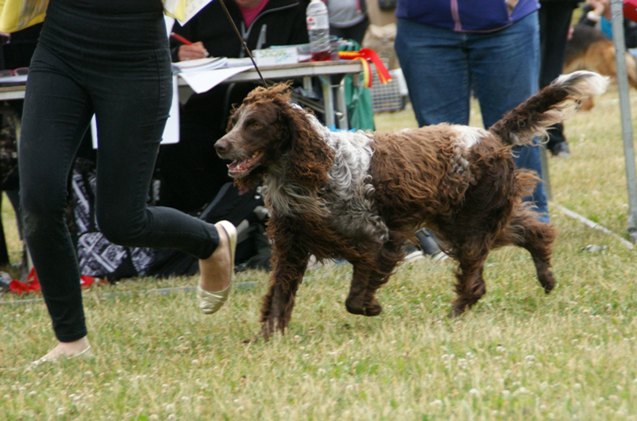 pont audemer spaniel