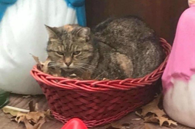 cat settles in for a silent night in ny nativity scene manger