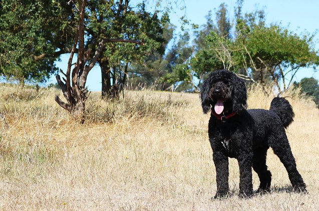 belgian shepadoodle