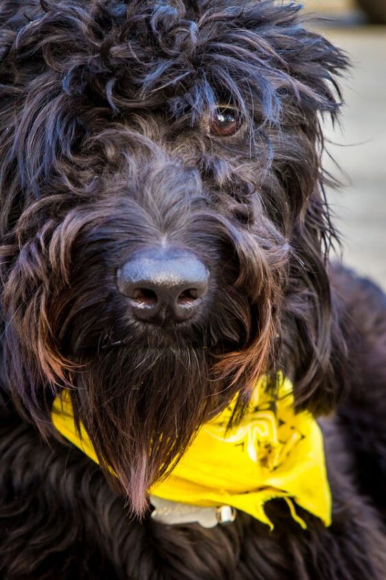 belgian shepadoodle