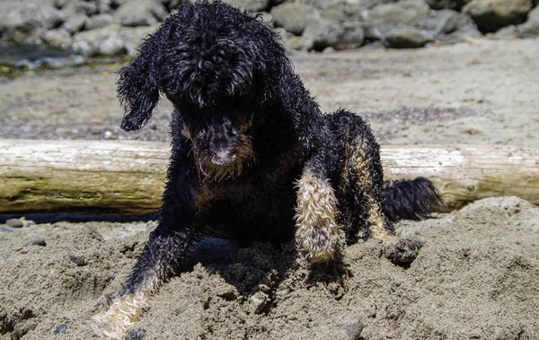 belgian shepadoodle