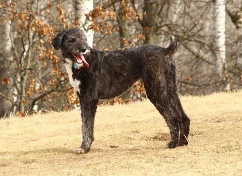 beauceroodle