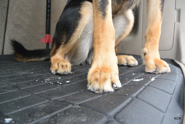 product review weathertech cargo liner and pet barrier review