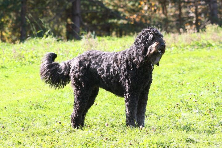 russian doodle terrier