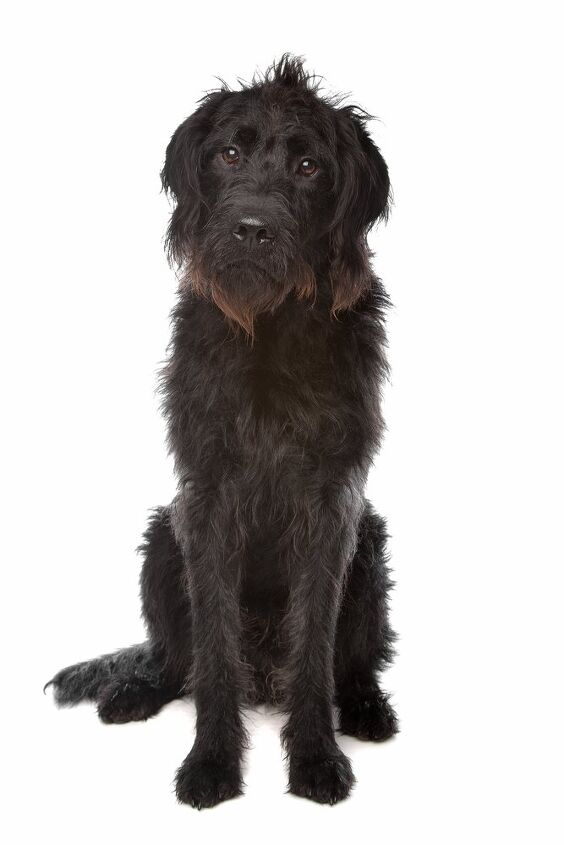 russian doodle terrier