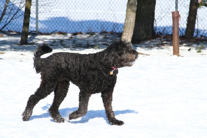 russian doodle terrier