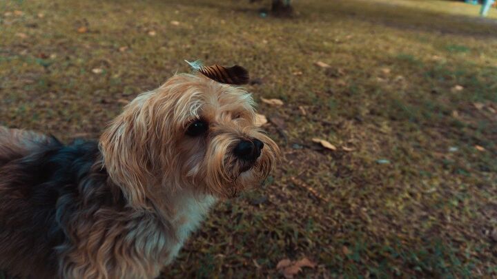 bosnian coarse haired hound