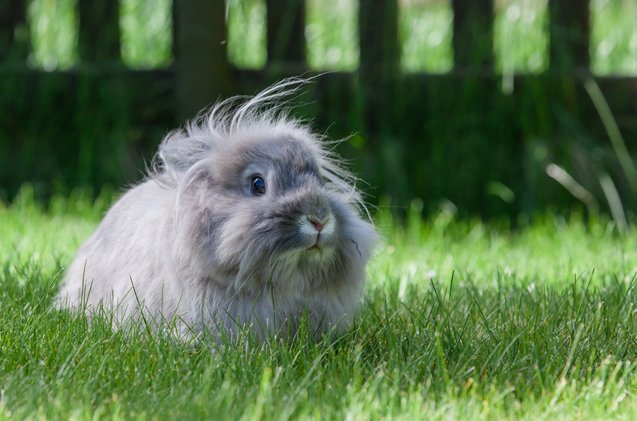 swiss fox rabbit