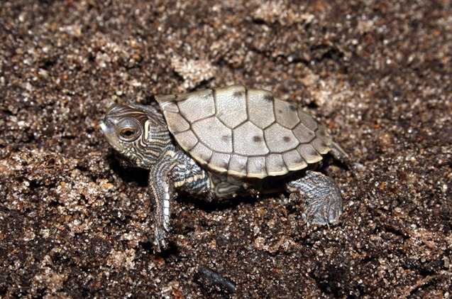 false map turtle