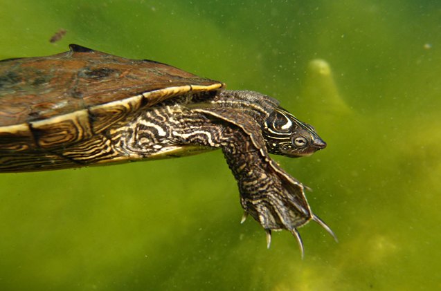 false map turtle