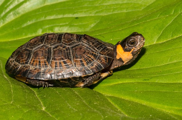 bog turtle