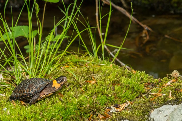 bog turtle