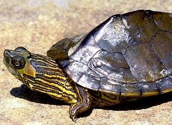 alabama map turtle