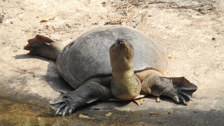 spiny softshell turtle