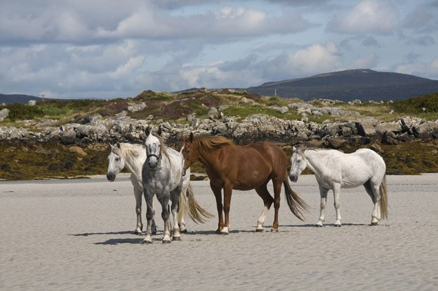 irish draught horse