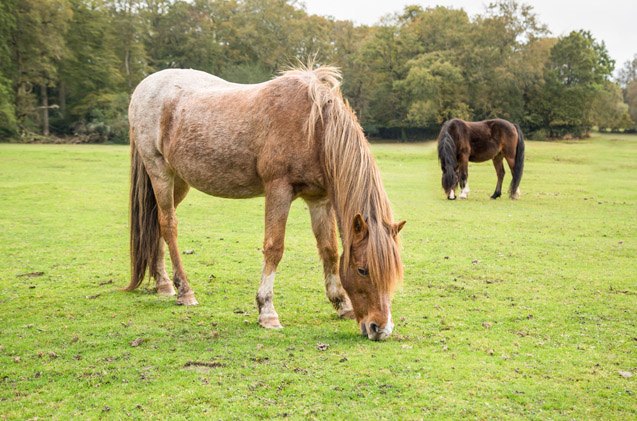 new forest pony