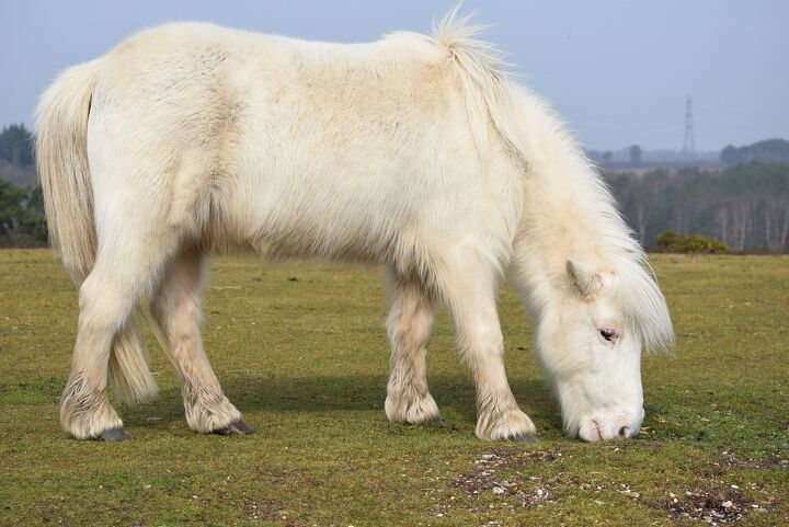 new forest pony