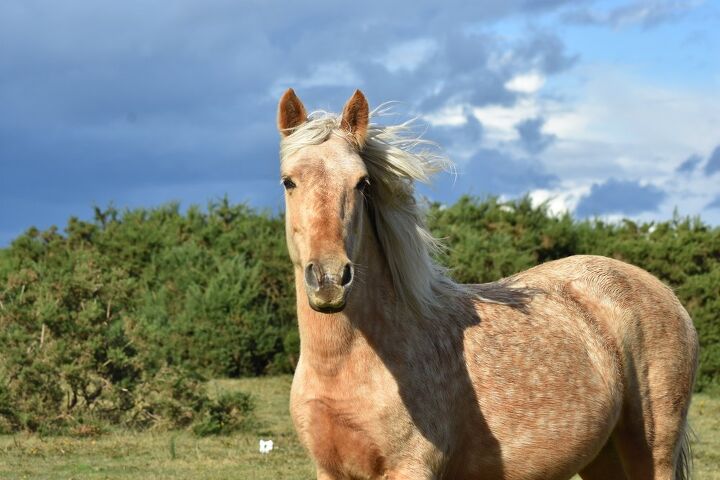 new forest pony