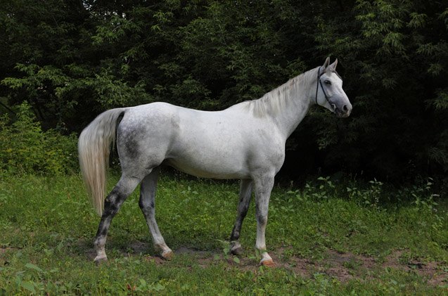 holsteiner horse