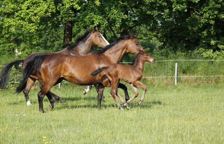 holsteiner horse