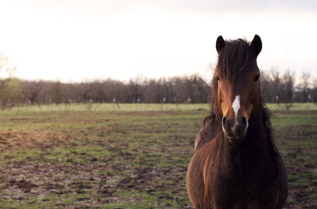 hackney pony