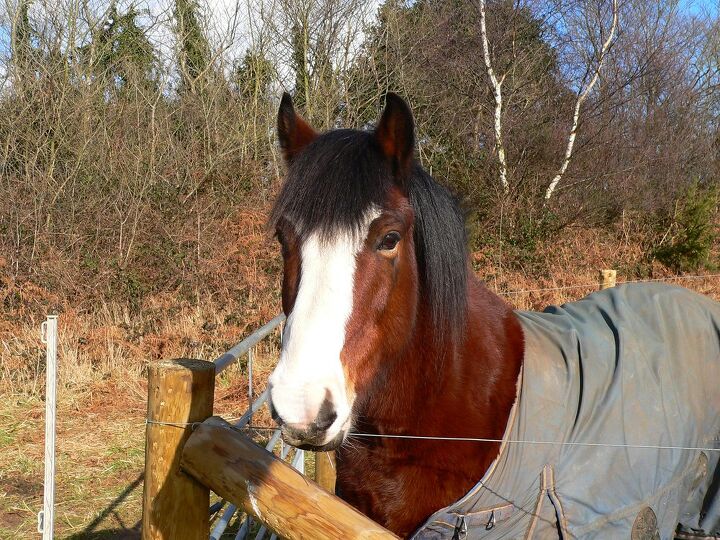 hackney pony