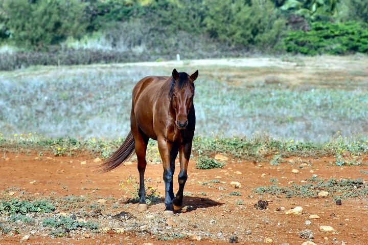 hackney pony