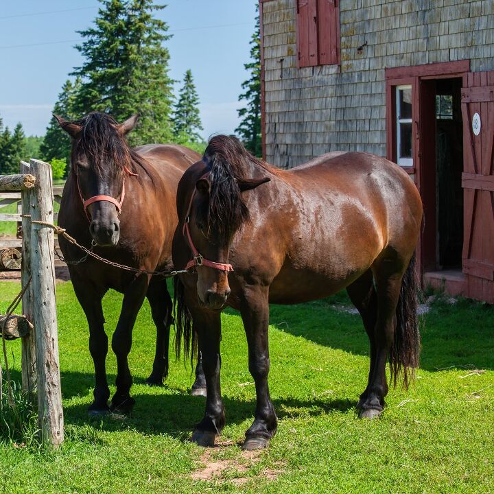 canadian horse