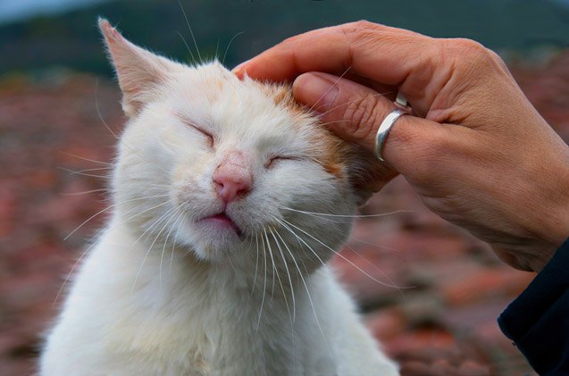 how to properly pet a cat