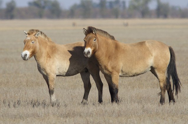 mongolian horse