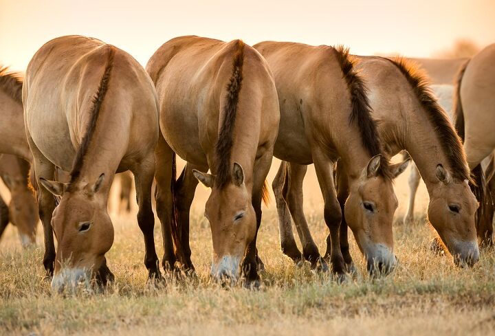 mongolian horse