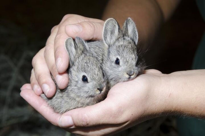 columbia basin pygmy rabbit