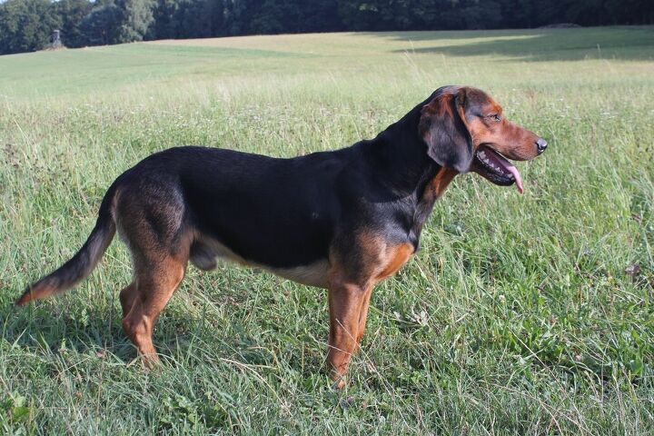 tyrolean hound