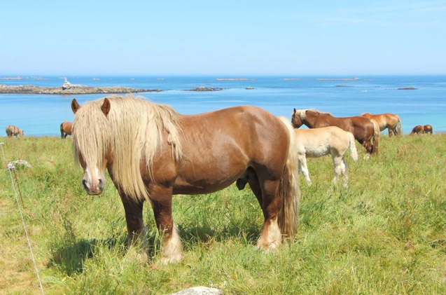 breton horse