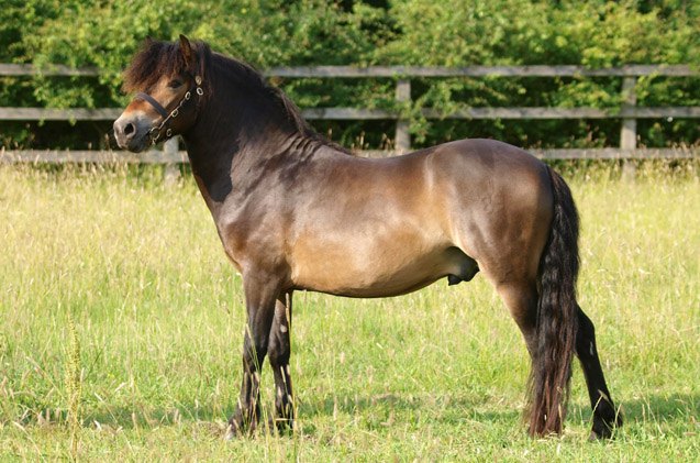 exmoor pony