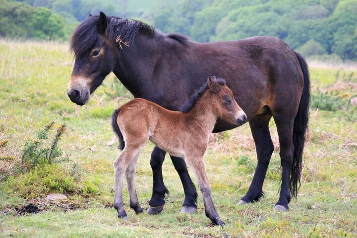 exmoor pony