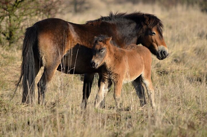 exmoor pony