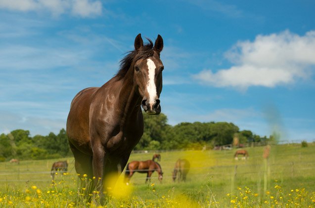 selle franais horse