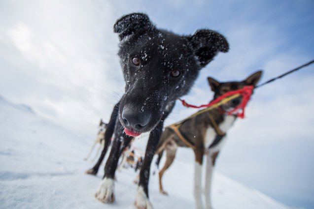 4 dog mushing mistakes that make you look like a noob