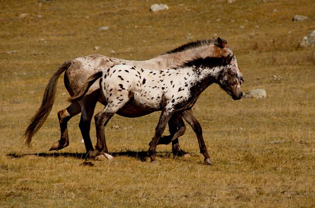 altai horse