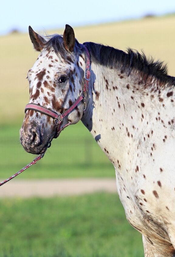 altai horse