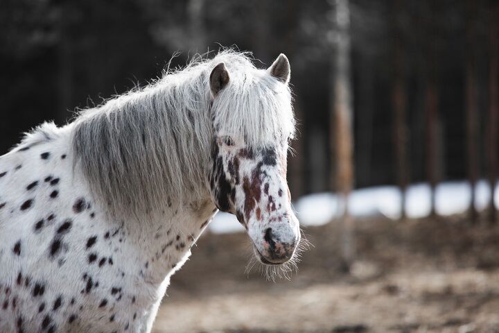 altai horse