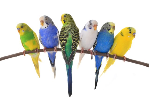 budgerigar parakeet