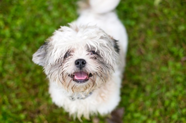 sheltie tzu