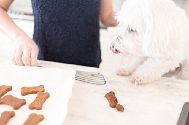 global pet expo homemade treat mixes will have your dog wagging while