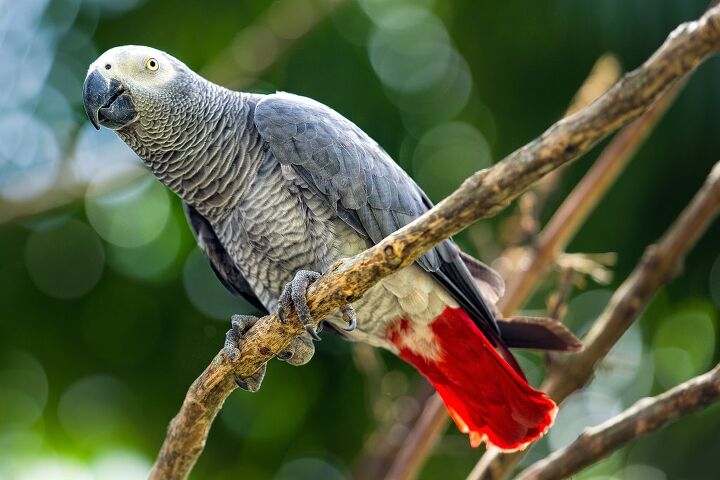 african grey congo